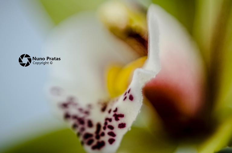 Orchidaceae Blur